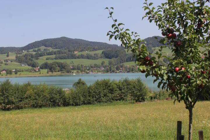 Wunderschoene Ferienwohnung Mit Seeblick Zell am Moos Esterno foto